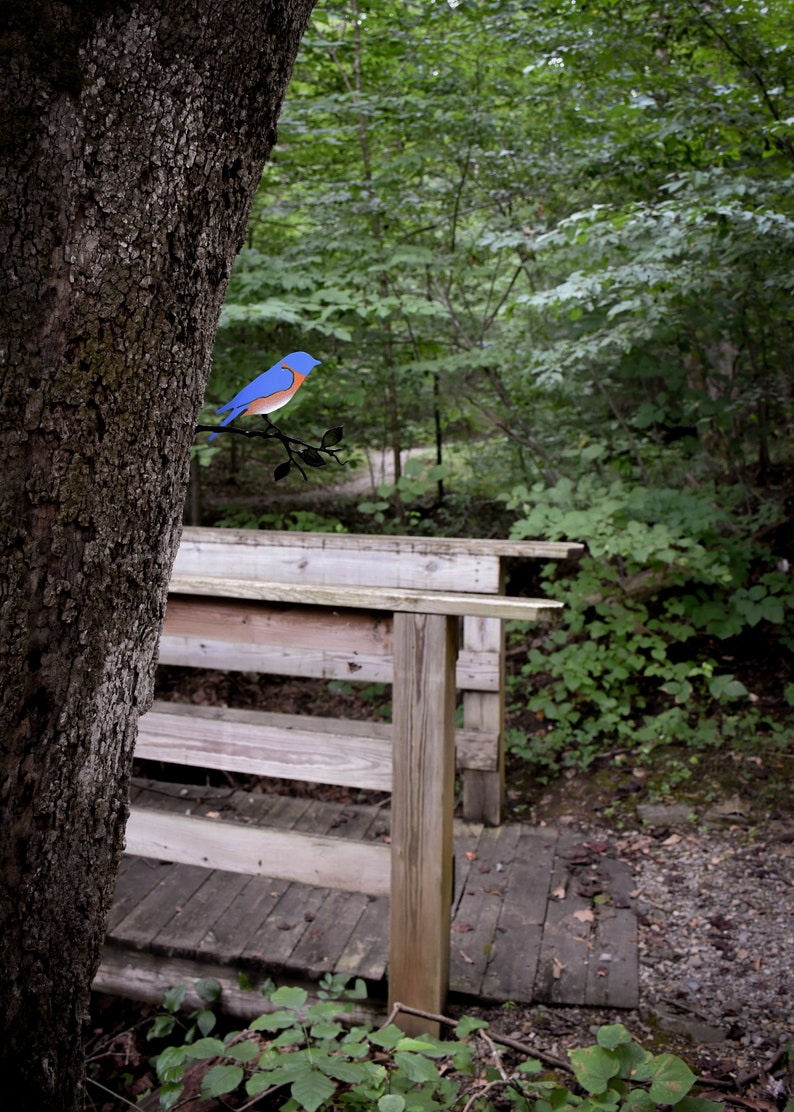 May include: A bluebird perched on a metal branch, overlooking a wooden bench and bridge in a forest setting.