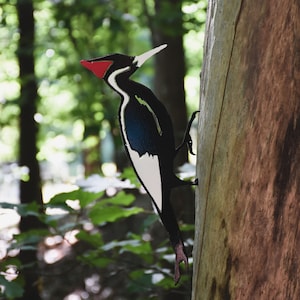 May include: A black and white woodpecker with a red beak perched on a tree trunk. The bird has a white stripe down its chest and a black and blue pattern on its wings.