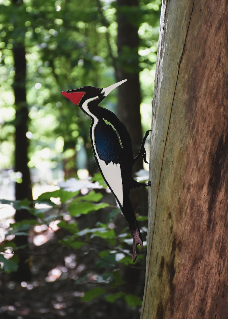 May include: A black and white woodpecker with a red beak perched on a tree trunk. The bird has a white stripe down its chest and a black and blue pattern on its wings.