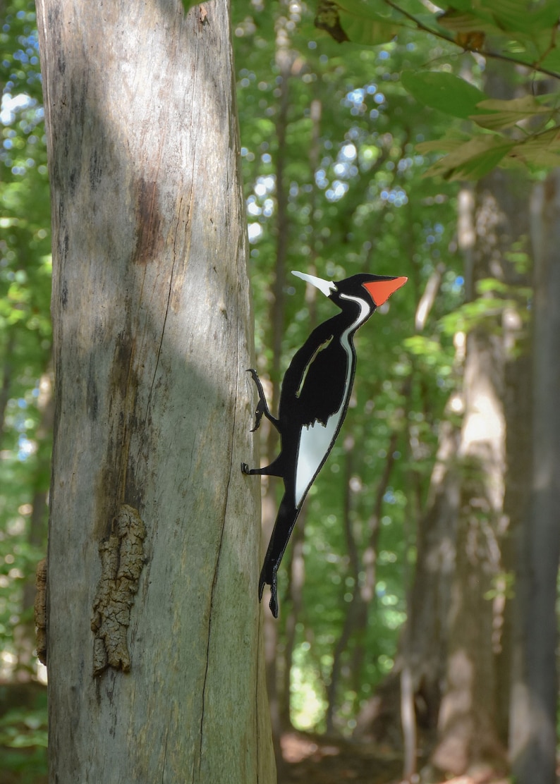 May include: A black and white woodpecker with a red beak perched on a tree trunk. The woodpecker is facing to the right and has a white stripe down its chest.
