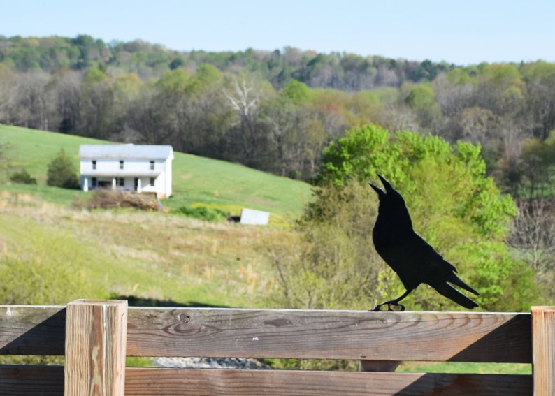 May include: A black metal crow silhouette perched on a wooden fence. The crow is facing the left side of the image and has its beak open. The background is a blurry image of a white house and green trees.