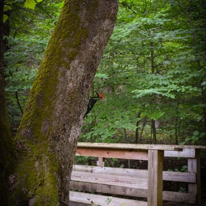 May include: A black and red woodpecker perched on a moss-covered tree trunk in a forest setting. A wooden bridge with railings is visible in the background.