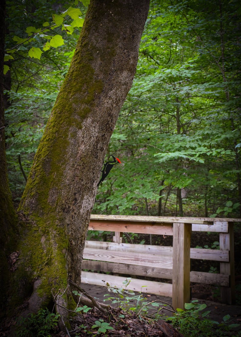 May include: A black and red woodpecker perched on a moss-covered tree trunk in a forest setting. A wooden bridge with railings is visible in the background.