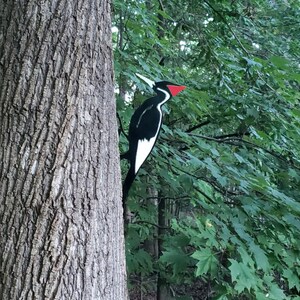 May include: A black and white woodpecker with a red beak perched on a tree trunk. The woodpecker is facing to the right and has a white stripe down its chest. The tree trunk is brown and has a rough texture.