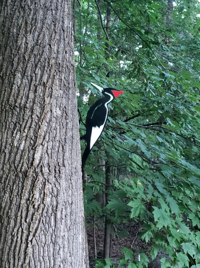 May include: A black and white woodpecker with a red beak perched on a tree trunk. The woodpecker is facing to the right and has a white stripe down its chest. The tree trunk is brown and has a rough texture.