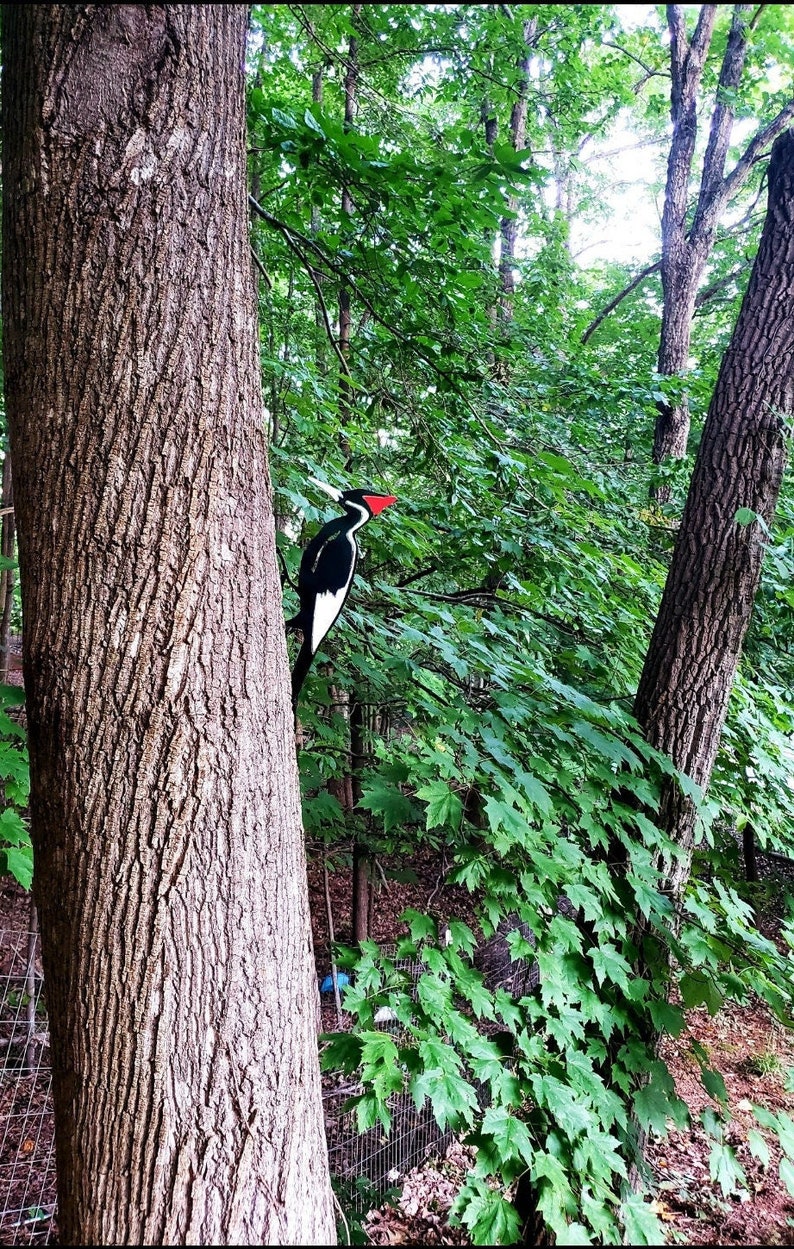 May include: A black and white woodpecker with a red crest perched on a tree trunk in a forest setting. The woodpecker is looking to the right of the image.