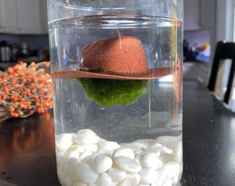 JIDAFANG-US 8 Pcs Aquarium Moss Natural Green Moss Decorative Ball Potted Plant Moss Balls Aquarium Garden Moss Decoration Terrarium Fish Tank JIDAFANG-US 8 Pcs Aquarium Moss Natural Green Moss Decorative Ball Potted Plant Moss Balls Aquarium Garden Moss Decoration Terrarium Fish Tank