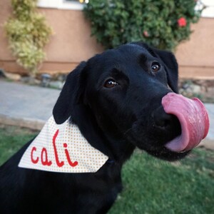 Puede incluir: Un perro Labrador Retriever negro con un pañuelo blanco y dorado con lunares y la palabra "cali" escrita en rojo. El perro está sacando la lengua y mirando hacia la derecha.
