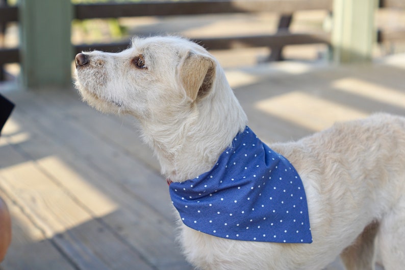 Dainty Blue Dog Bandana Personalized, Teddy&Co. image 1