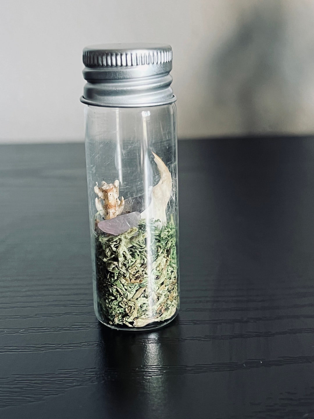 Rat Jaw and Spine Curiosity Jar Mini Terrarium Collection Natural