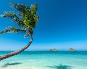Fotografía Lanikai Hawaii Ocean Palm impresa en papel metálico de galería de bellas artes, aluminio o lienzo. Firmado por artista. Aloha