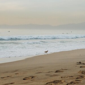 manhattan sandpiper