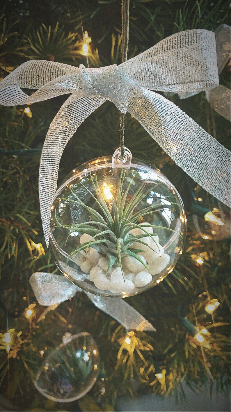 Air Plant Terrarium Christmas Ornament Etsy