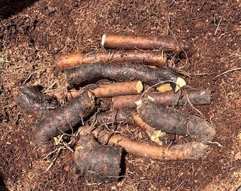 Bocking 14 Comfrey Root Cuttings