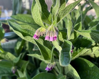 5 Bocking 14 Root Cuttings - Shipping NOW!