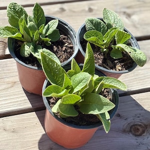May include: Three small potted plants with vibrant green leaves. The plants are in terracotta-colored plastic pots filled with dark soil. The pots are arranged on a weathered wooden surface, with sunlight casting shadows.