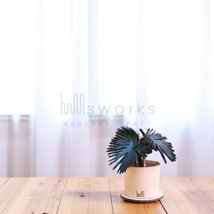May include: A small, decorative plant in a light-coloured pot with a matching saucer. The plant has dark blue-green, fan-shaped leaves. The pot and saucer sit on a wooden table. The text "hillsworks another craft" is visible.