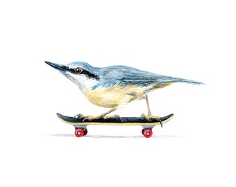 Nuthatch Skater  |  signed  |  8 x 10 or 11 x 14 print