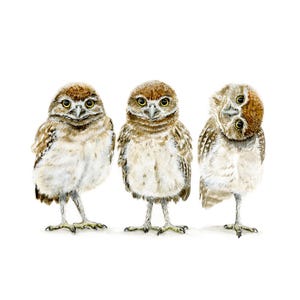 May include: Three watercolor paintings of burrowing owls. The owls have brown and white feathers, yellow eyes, and are standing on a white background. One owl is tilting its head, while the other two are facing forward.