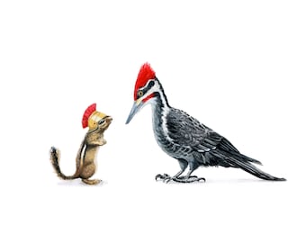 Pileated & chipmunk | signed print 2 sizes!