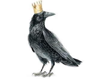 Reigning Raven | signed  |   8 x 10 or 11 x 14 print