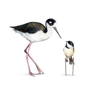 Stilts  |  signed  |  10 x 8 or 14 x 11 print