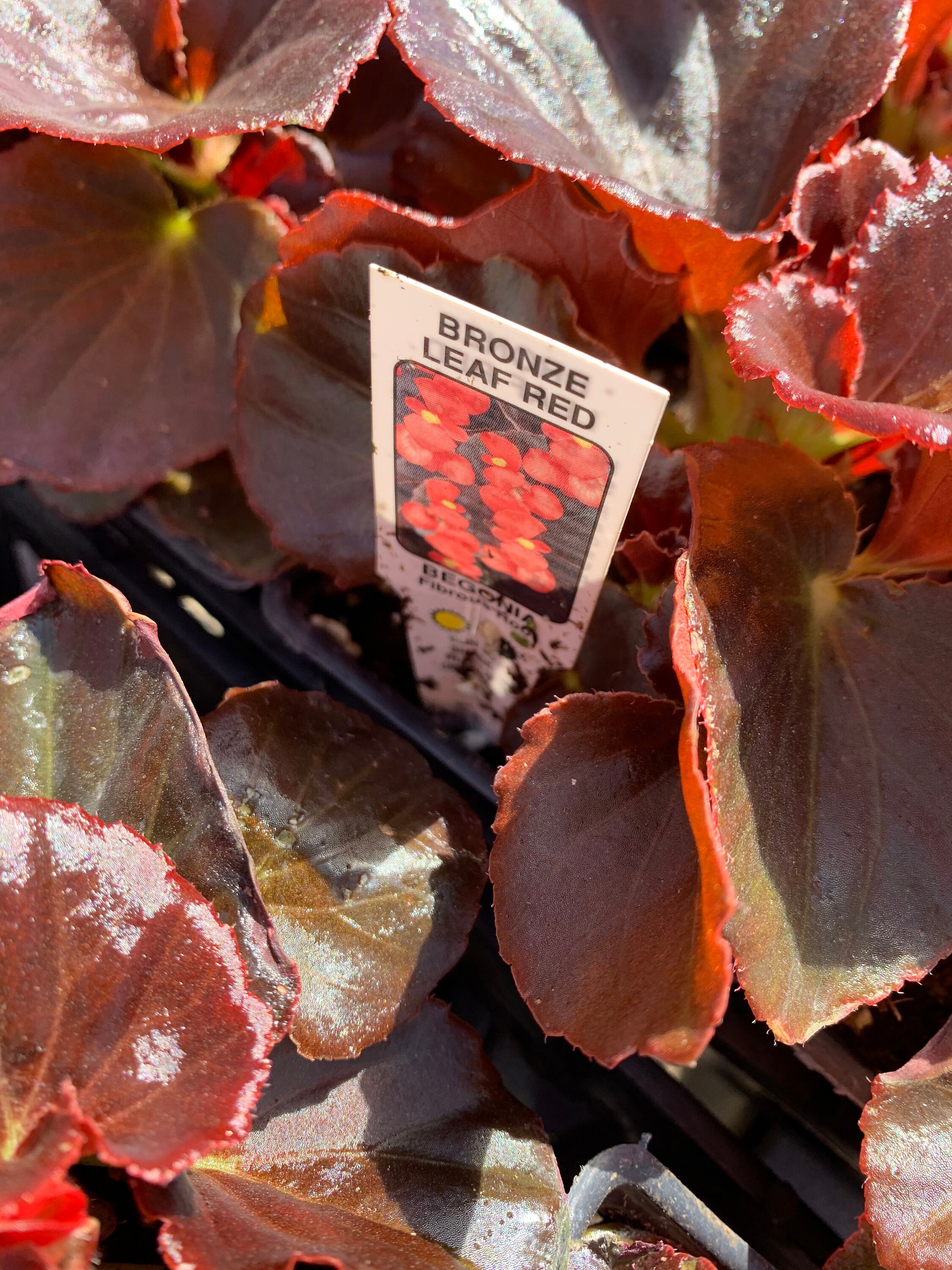 Bronze Red Leaf Begonia Begonia Cocktail Vodka 4 inch Live Etsy