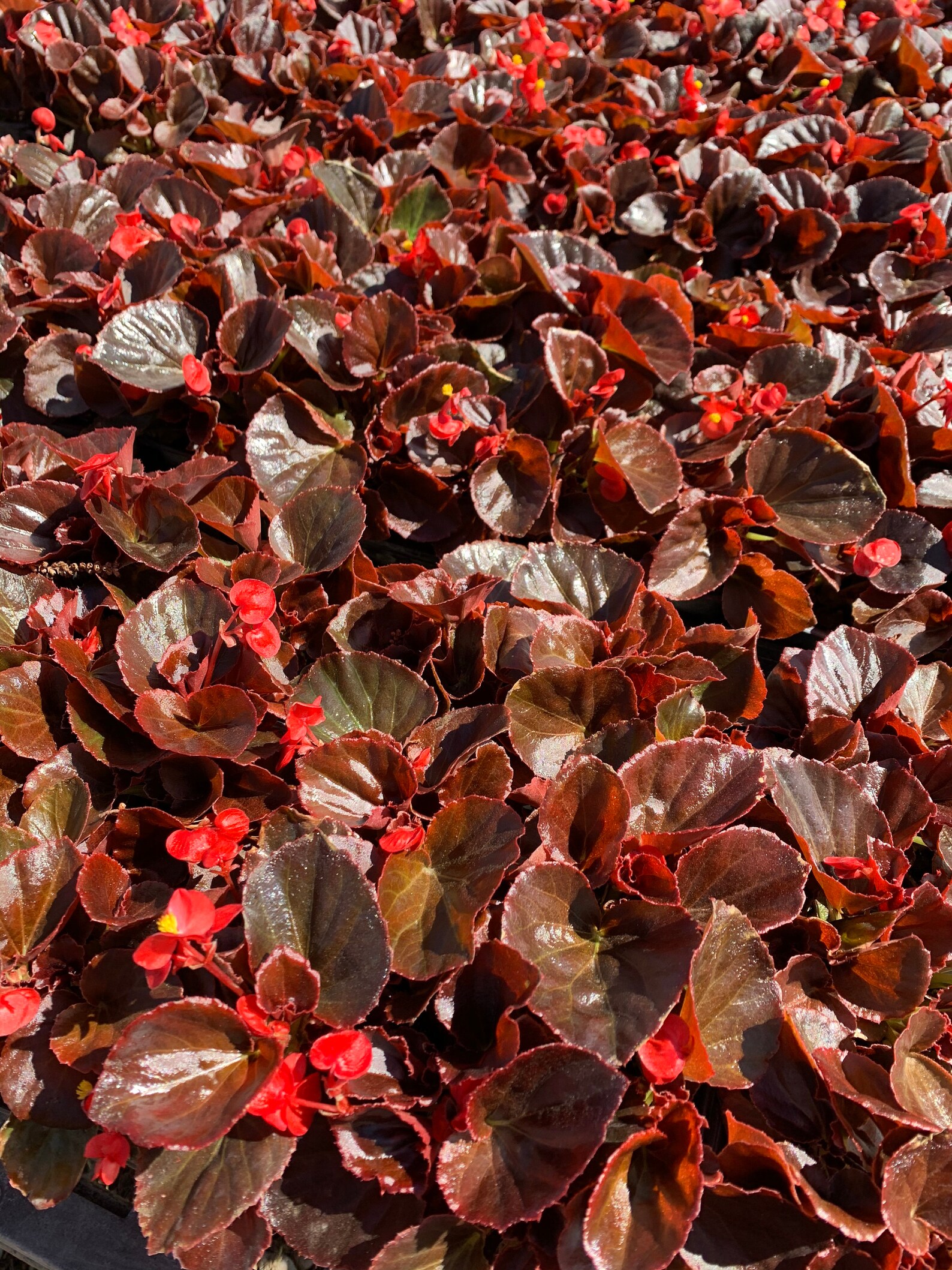 Bronze Red Leaf Begonia Begonia Cocktail Vodka 4 inch Live Etsy