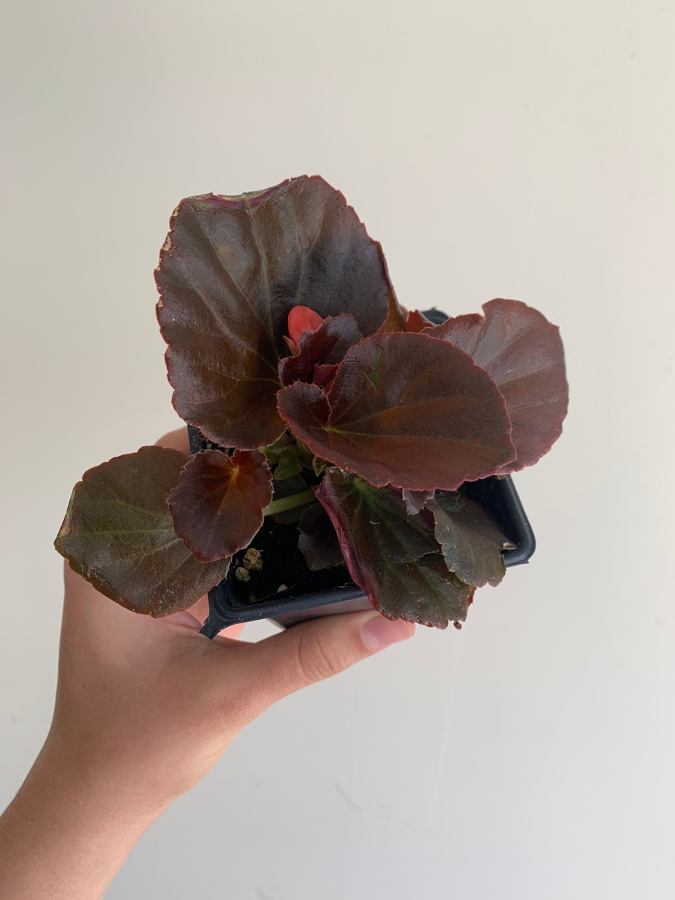 Bronze Red Leaf Begonia Begonia Cocktail Vodka 4 inch Live Etsy