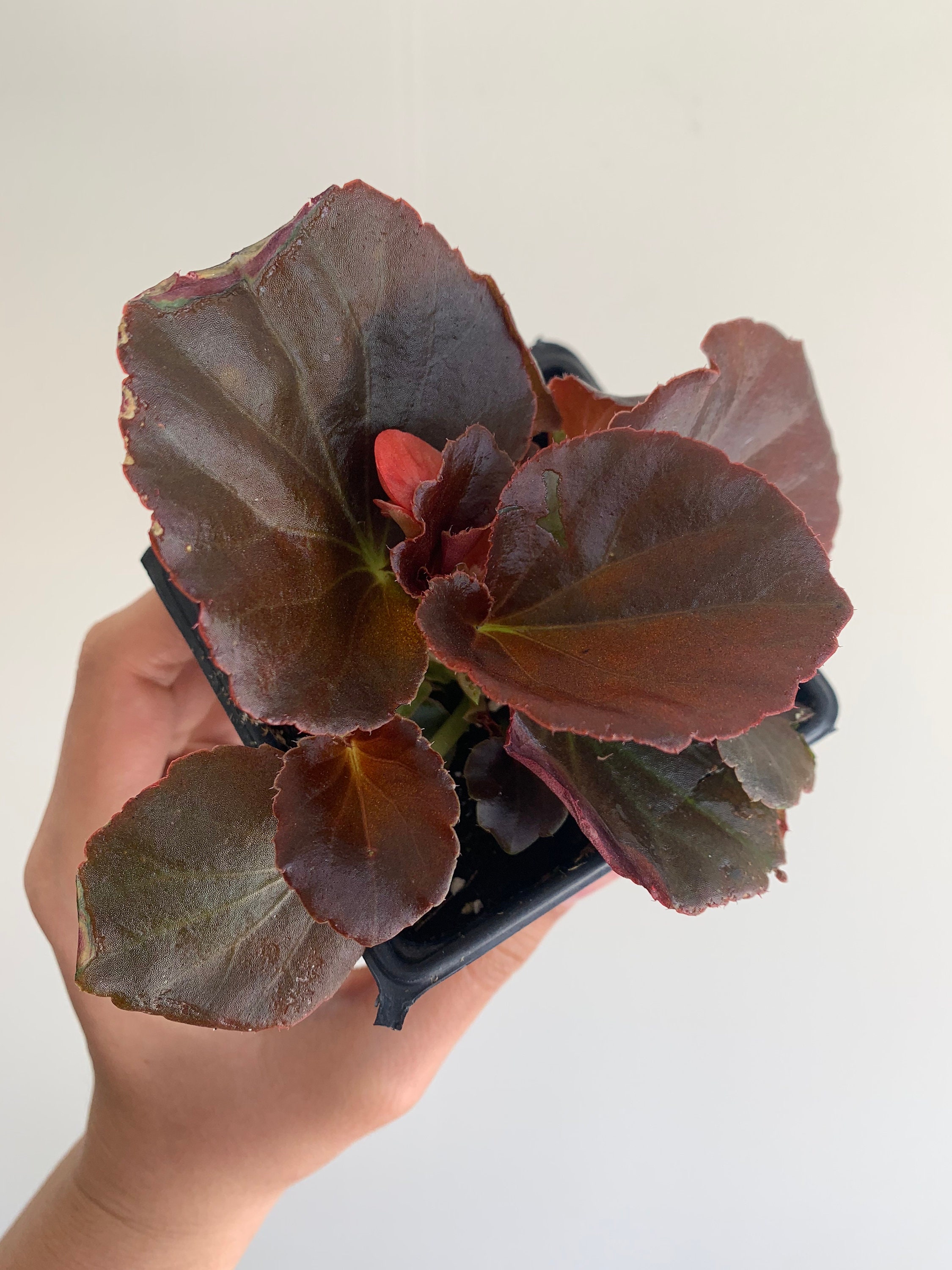 Bronze Red Leaf Begonia Begonia Cocktail Vodka 4 inch Live Etsy