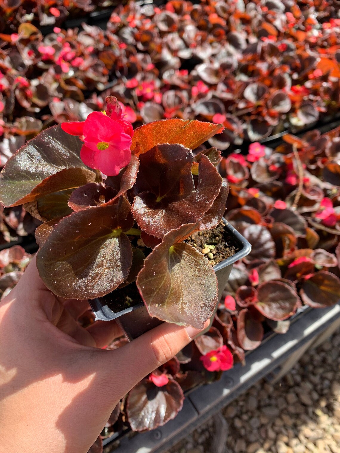 Bronze Red Leaf Begonia Begonia Cocktail Vodka 4 inch Live Etsy