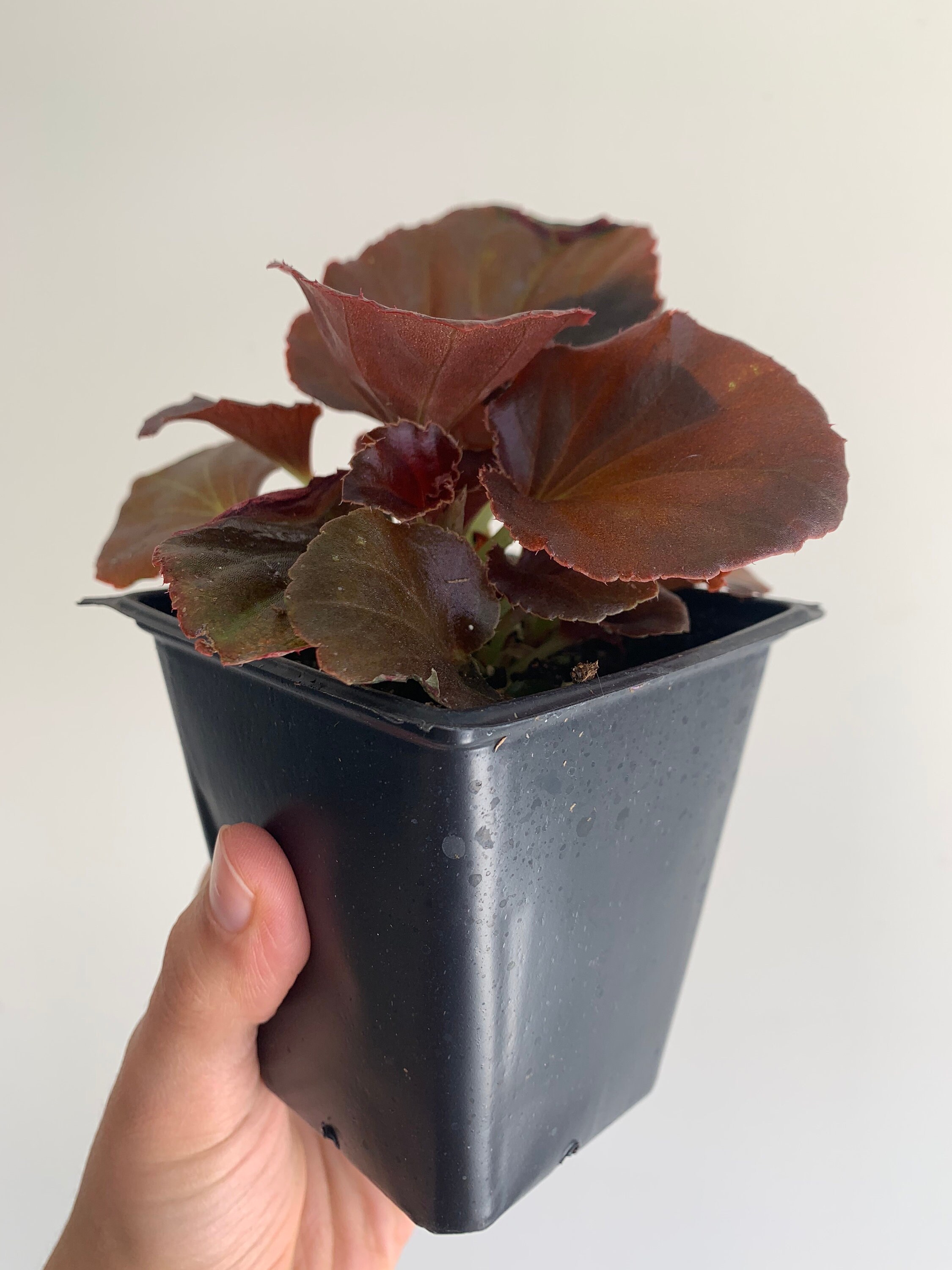 Bronze Red Leaf Begonia Begonia Cocktail Vodka 4 inch Live Etsy