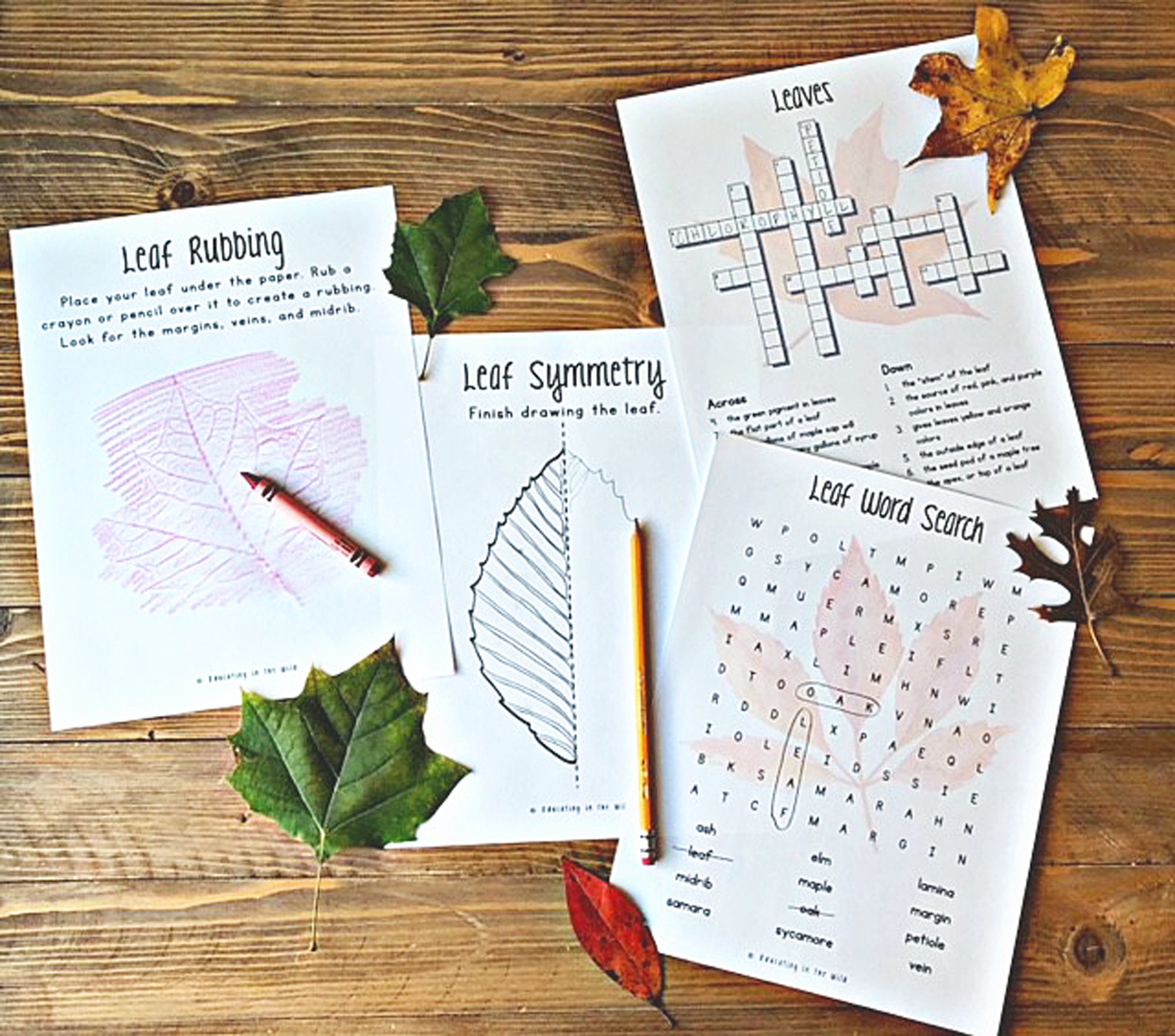 Leaf Unit Examples Leaf Unit Study - Etsy