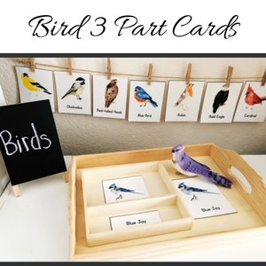Watercolor Bird 3 Part Cards