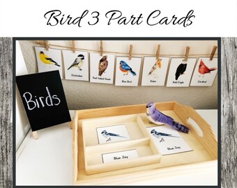 May include: A wooden tray with three compartments, each containing a card with a picture of a blue jay. The tray is on a white surface, and there is a purple stuffed blue jay on top of the tray. There are also cards with pictures of different birds hanging on a string above the tray.