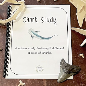 Shark Unit Study