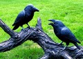 Raven Pottery Sculpture Template: for hand building in clay with Video Class (PDF Pattern)