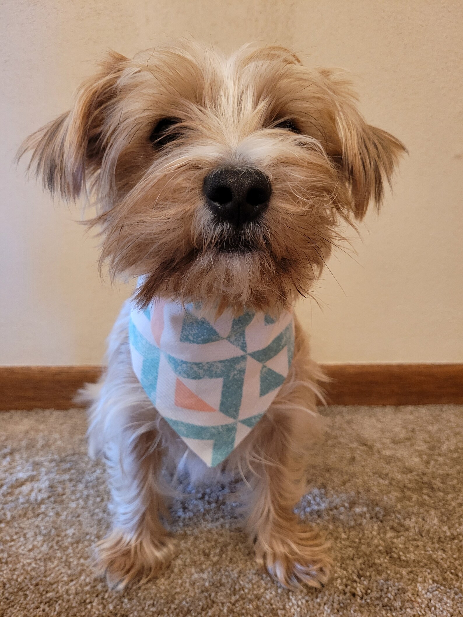 Azteken Hund Bandana Petrol Hund Bandana Pfirsich Hund Etsy