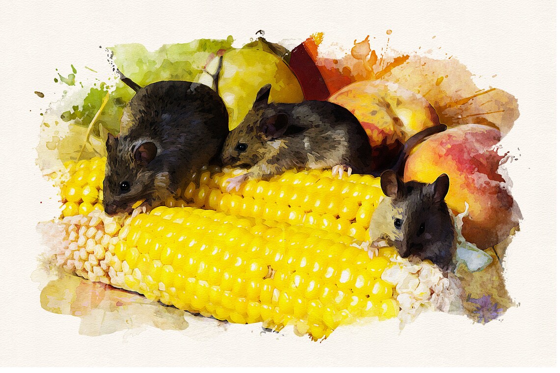 Rats eating corn 7x5 inch card Digital Watercolour Etsy