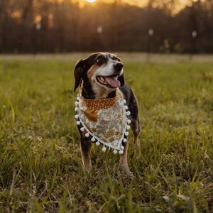Op de afbeelding: Een bruine en zwarte hond met een bloemenbandana met witte pompoentjes. De hond staat in een grasveld met een zonsondergang op de achtergrond.