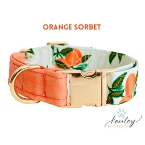 May include: Orange Sorbet dog collar with a white background and a gold buckle. The collar has a pattern of orange slices and green leaves.