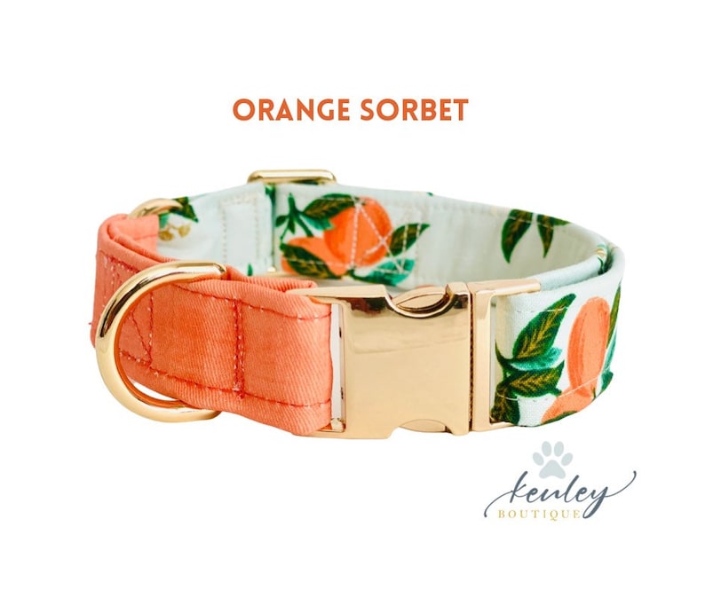May include: Orange Sorbet dog collar with a white background and a gold buckle. The collar has a pattern of orange slices and green leaves.