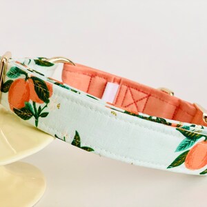 May include: A light blue dog collar with a peach and green citrus print. The collar has gold hardware and a pink lining.