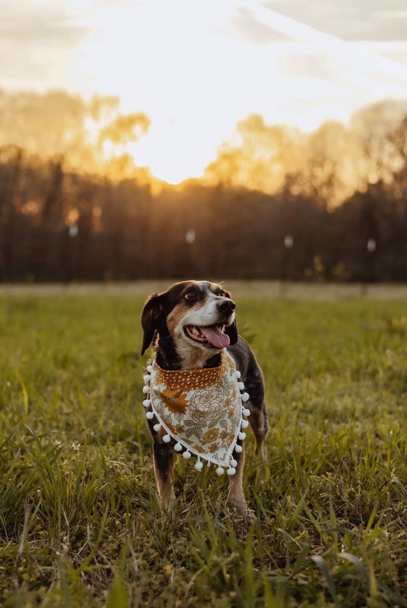 Op de afbeelding: Een bruine en zwarte hond met een bloemenbandana met witte pompoentjes. De hond staat in een grasveld met een zonsondergang op de achtergrond.
