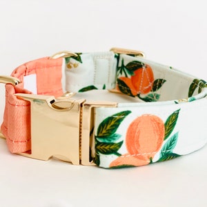 May include: A white and peach dog collar with a gold buckle and a citrus fruit print. The collar is made of fabric and has a soft, comfortable feel.