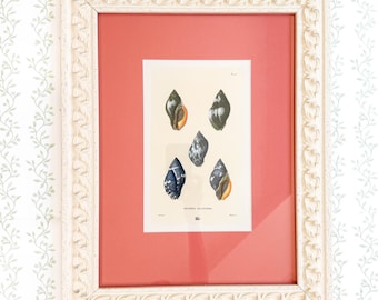Framed Antique Seashell Lithograph
