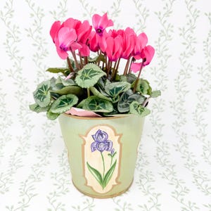May include: A potted cyclamen plant with vibrant pink flowers and dark green heart-shaped leaves with silver veining. The plant is housed in a light green metal bucket featuring a central decorative panel with a hand-painted purple iris flower.