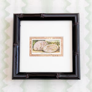 Gerahmte Vintage-Zigarettenkarte mit Meeresmotiven, Ohrmuscheln