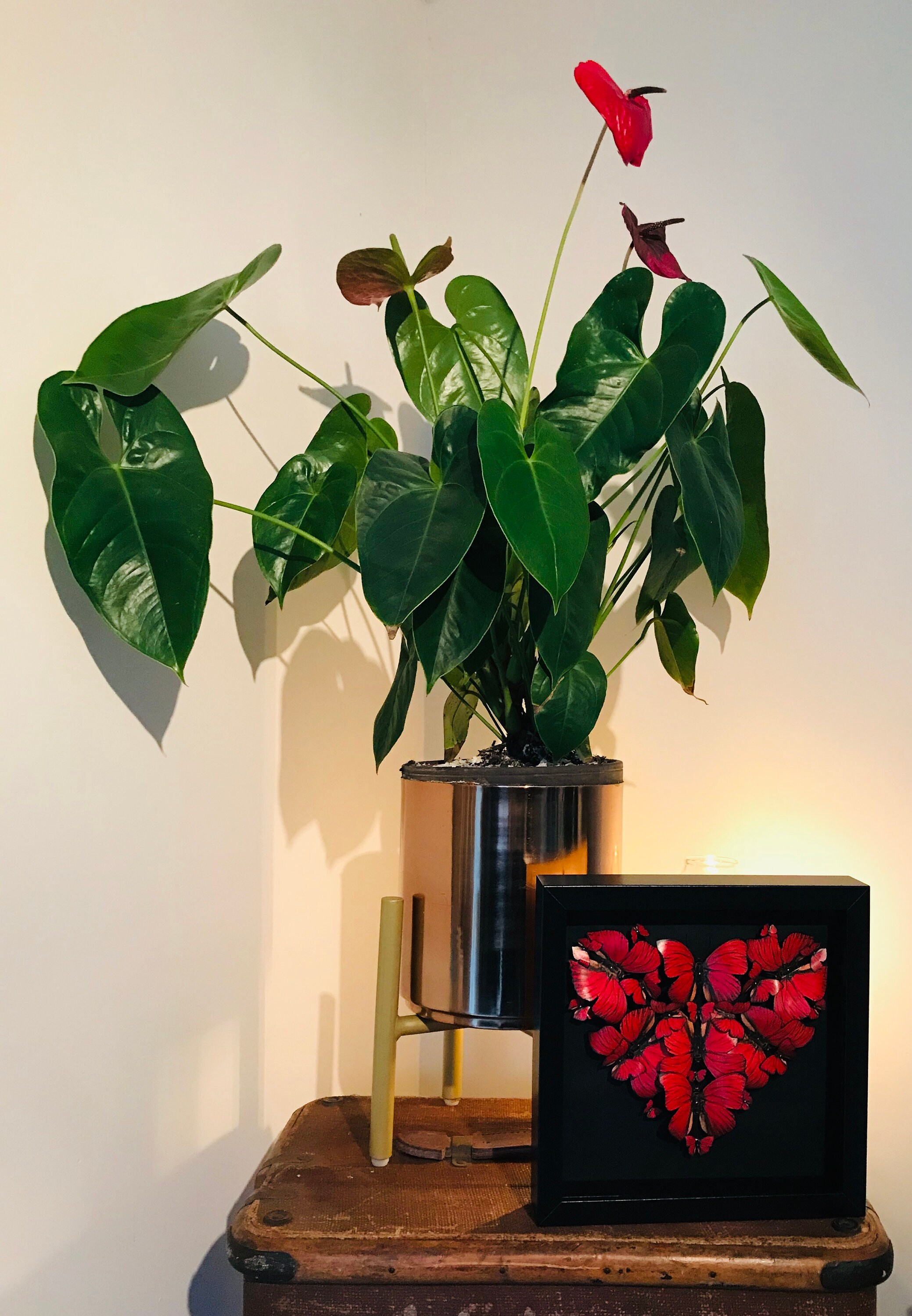 Taxidermy animals picture