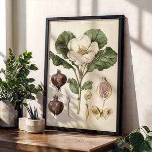 Könnte beinhalten: Gerahmter botanischer Druck mit schwarzem Rahmen. Das Kunstwerk zeigt eine detaillierte Illustration einer weißen Blume mit grünen Blättern, roten Zwiebeln und Feigen. Der Druck wird auf einer Holzoberfläche neben einer Topfpflanze und einem Stifthalter präsentiert.